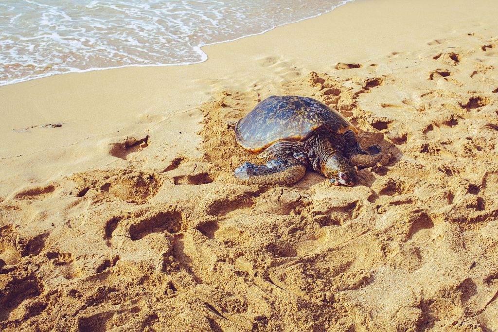 Turtle Beach